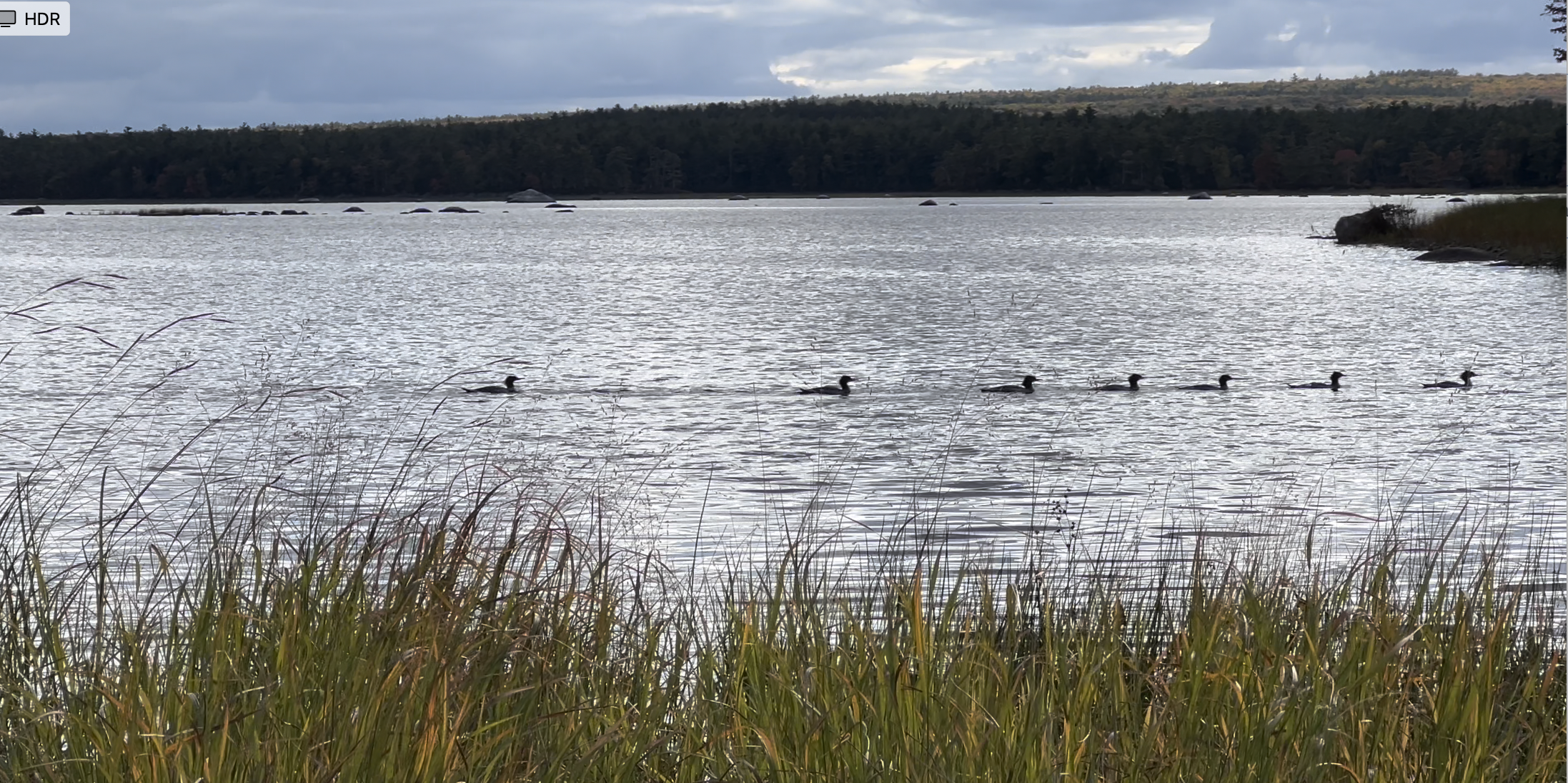 Ducks visiting Site 15